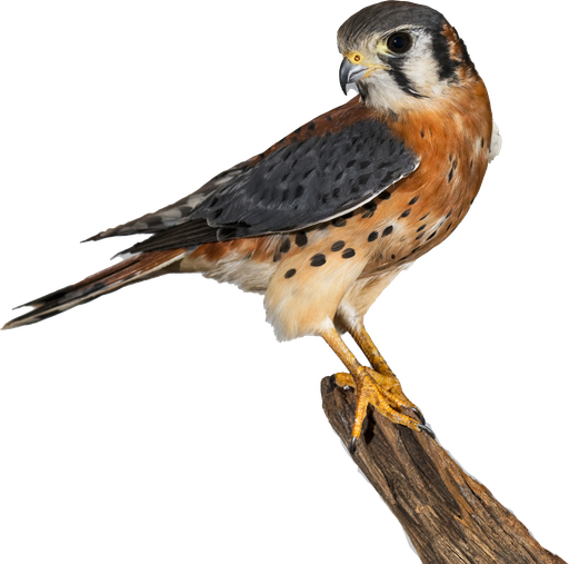 Kestrel logo